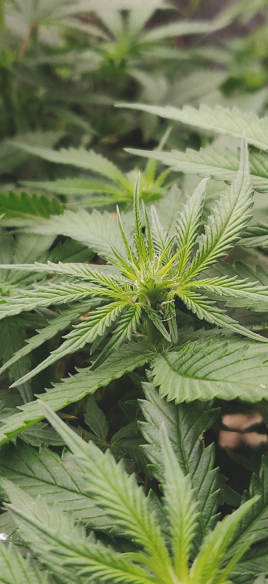 Growpito mixed strain run 6