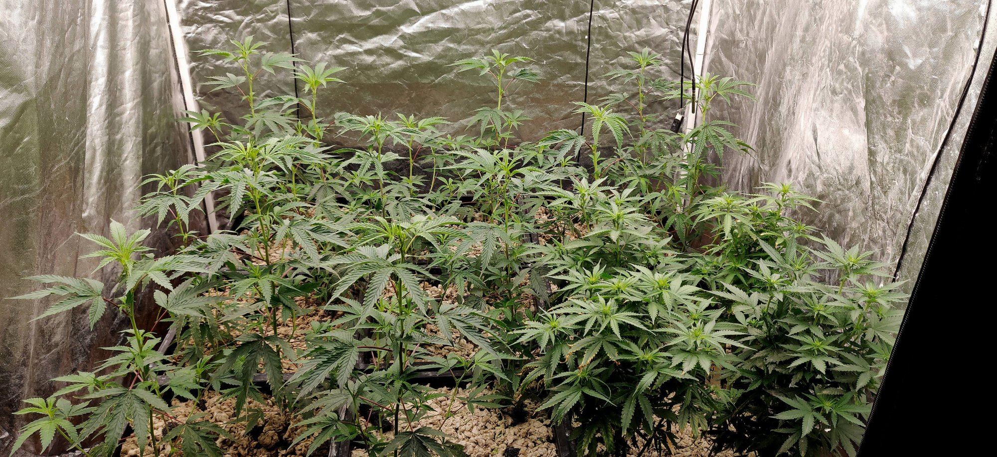 Growpito mixed strain run 7