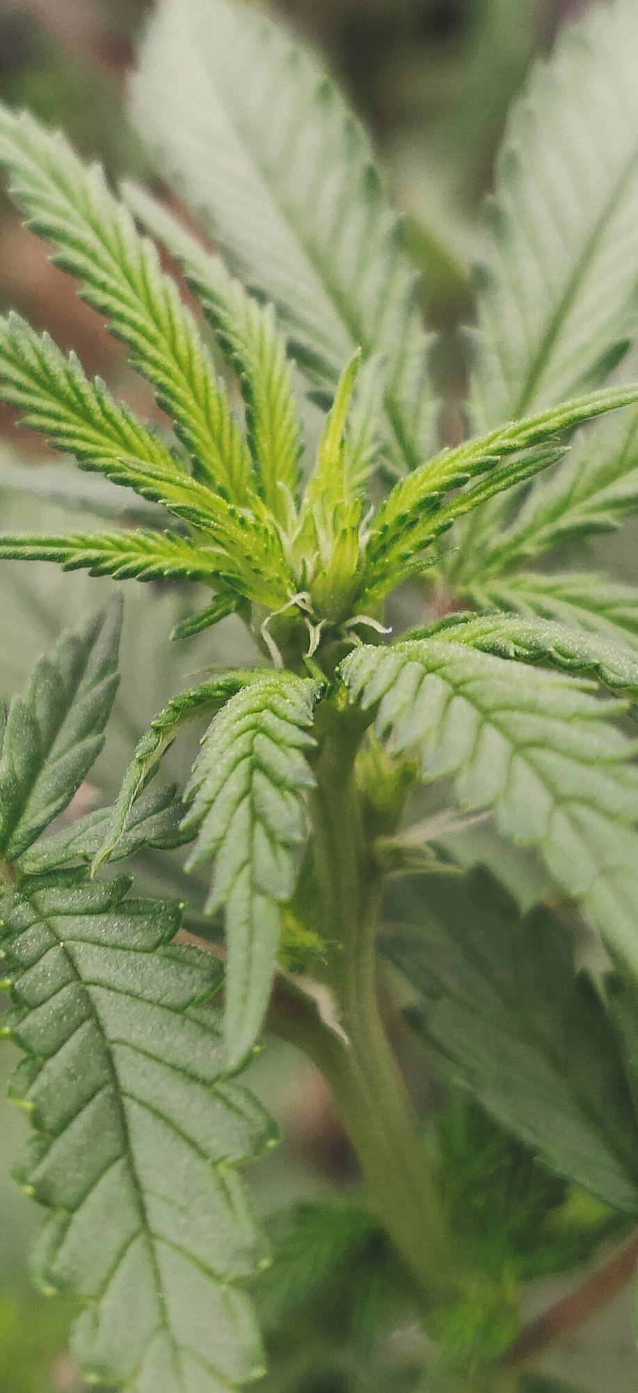 Growpito mixed strain run 8