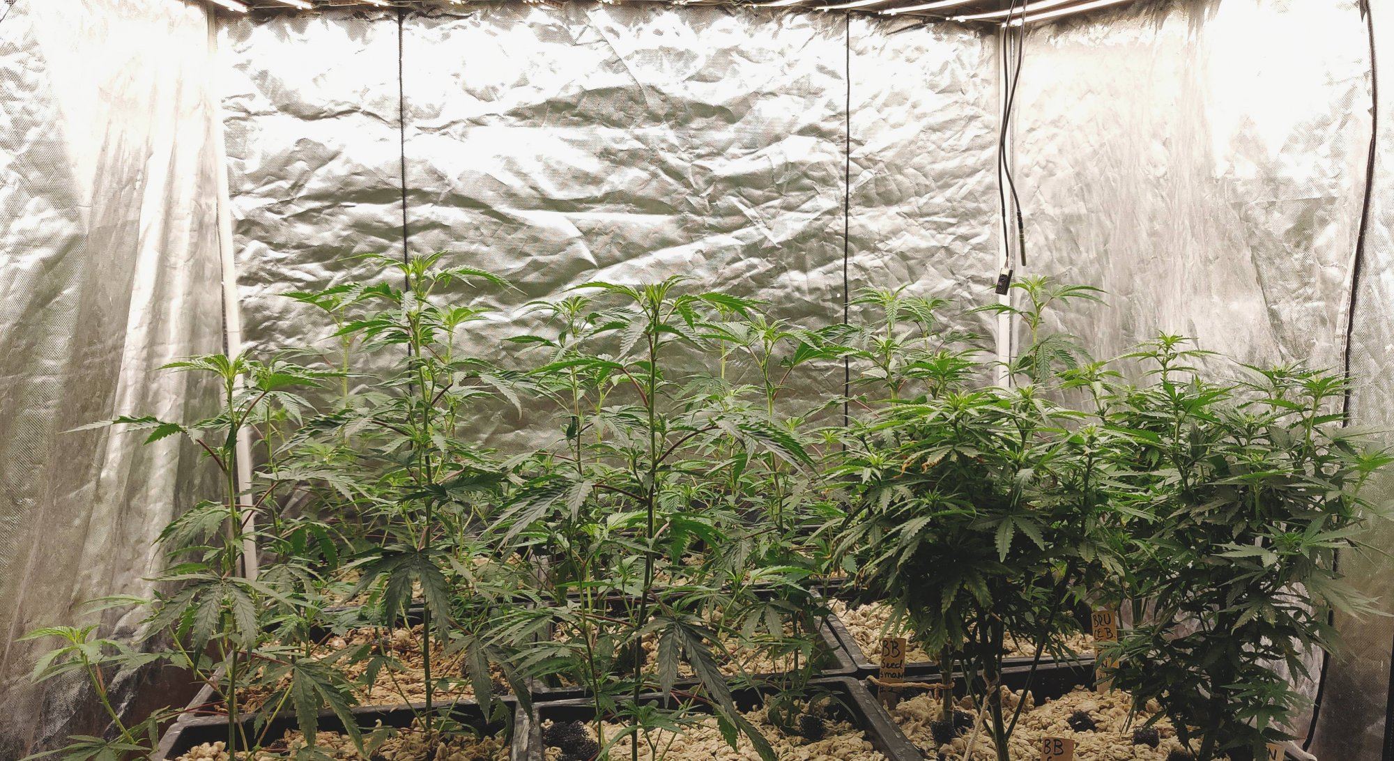Growpito mixed strain run 9