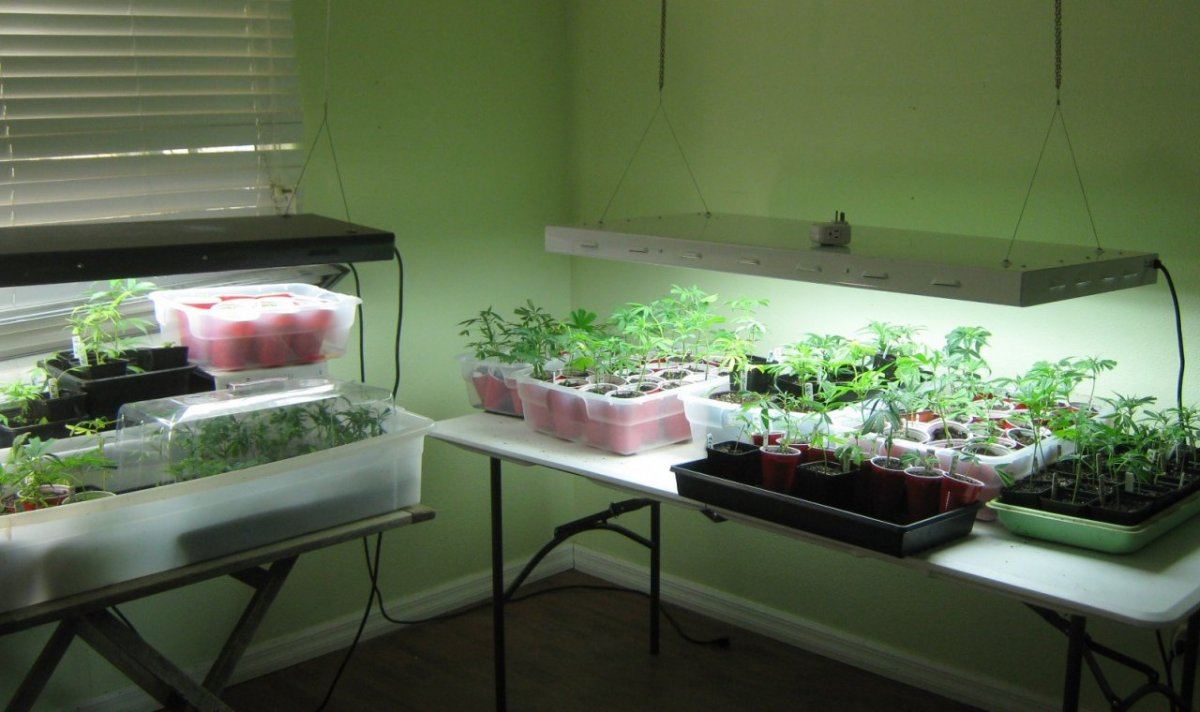 Growroom8 17