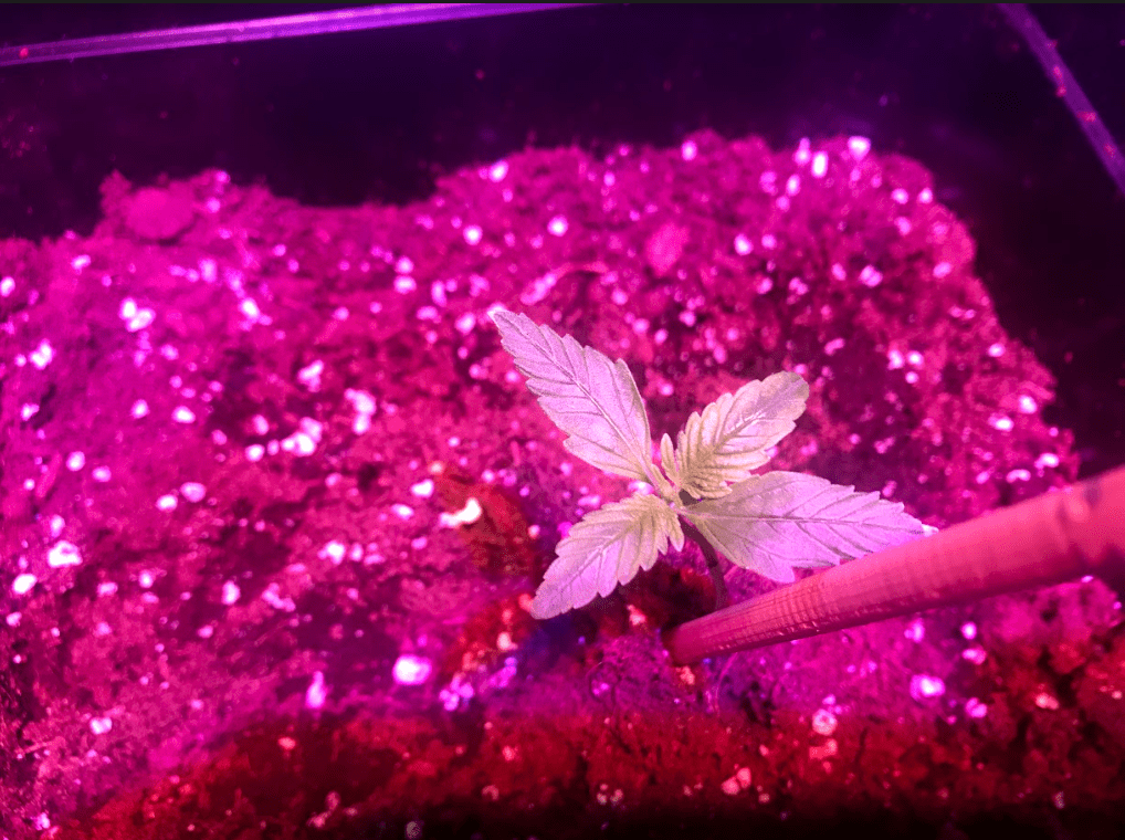 Growster diary 2