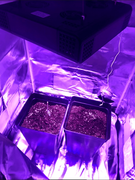 Growster diary 3