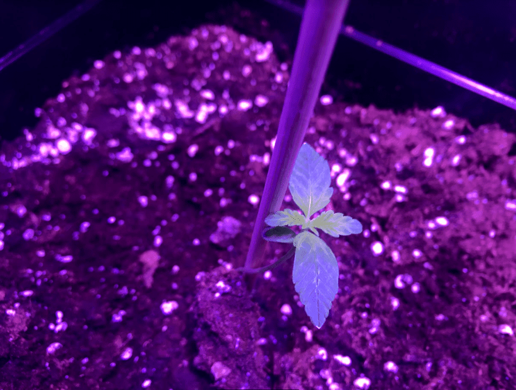 Growster diary 4