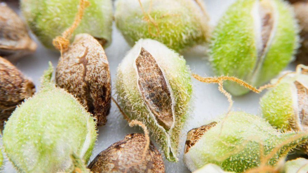 Growth stages of cannabis marijuana seeds