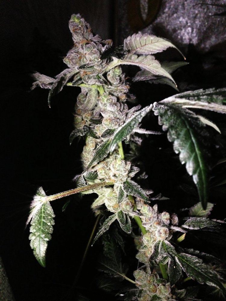 Gs2