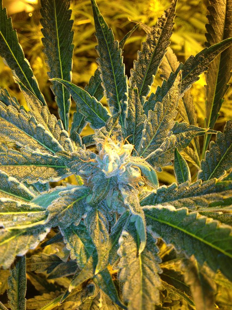 GSbud