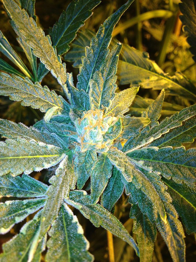 GSbud2