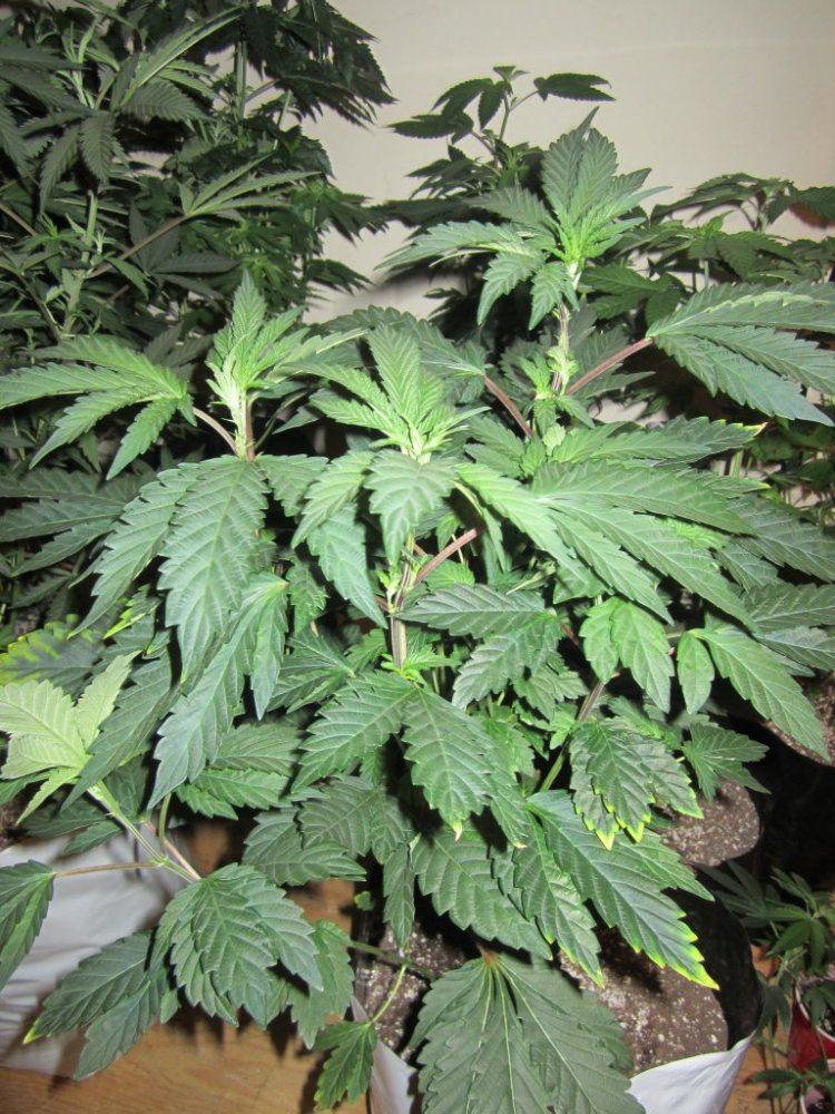 Gsc 007