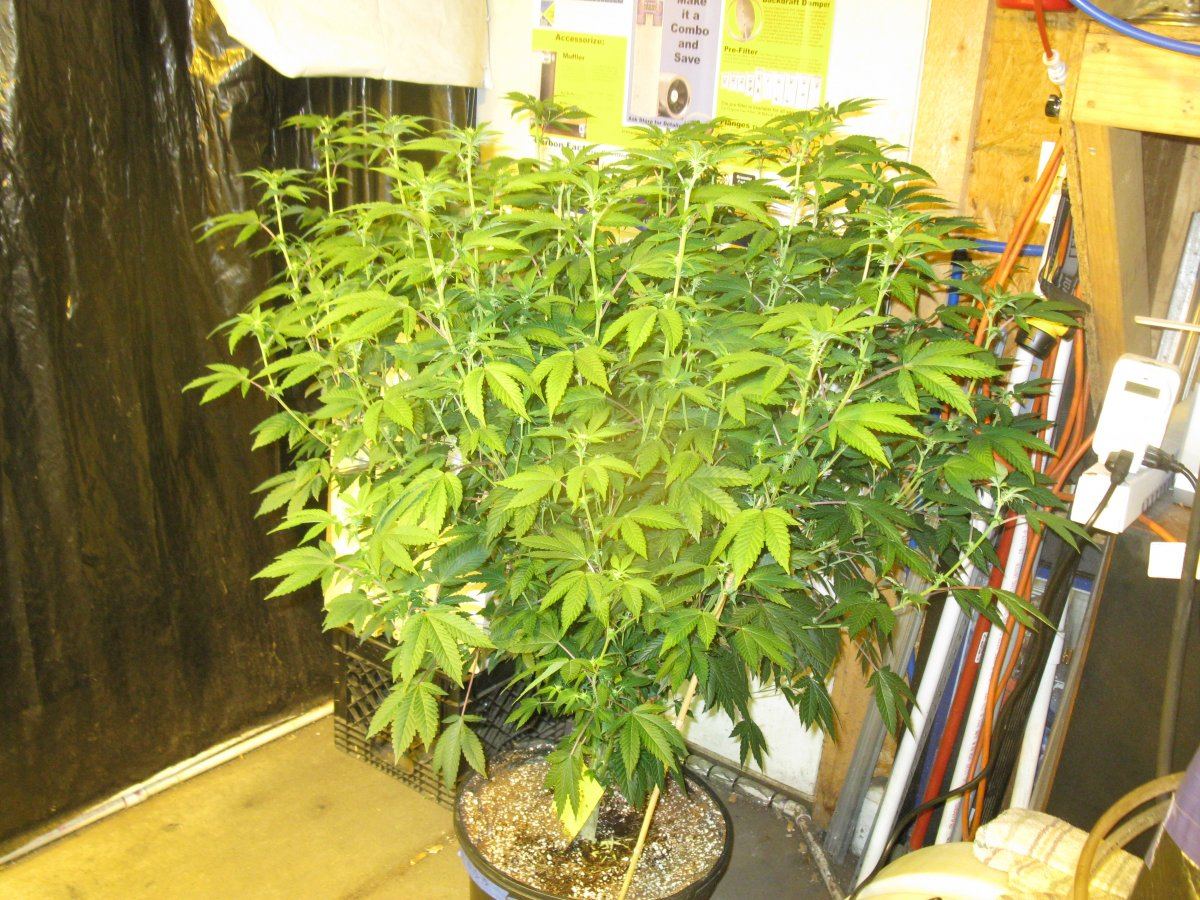 Gsc  007