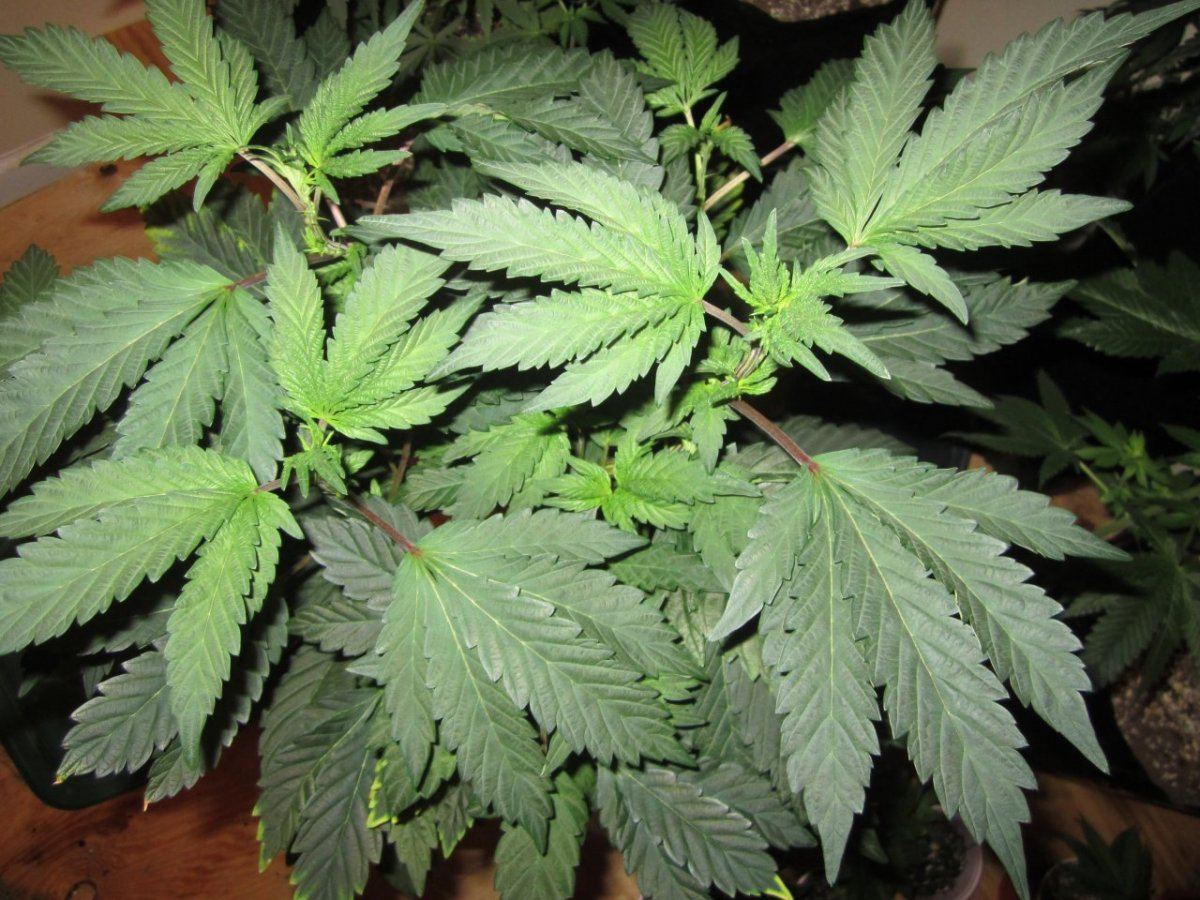 Gsc 008