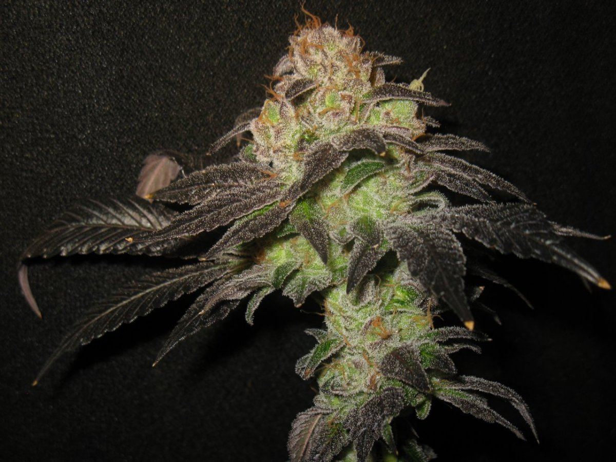 Gsc   032