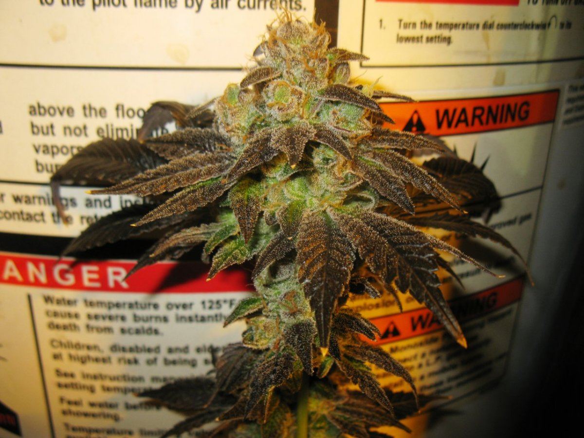 Gsc  038