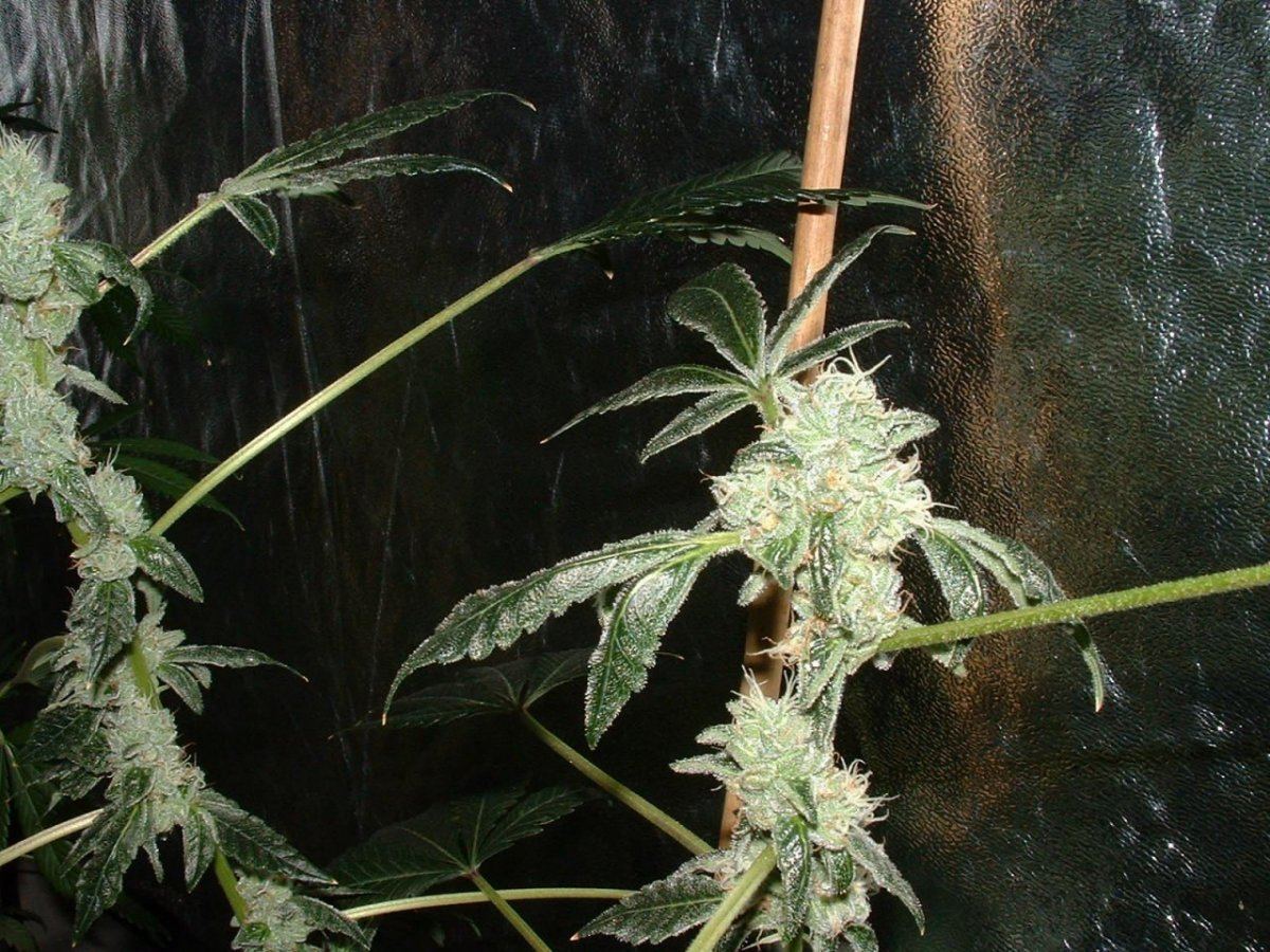 Gsc 1
