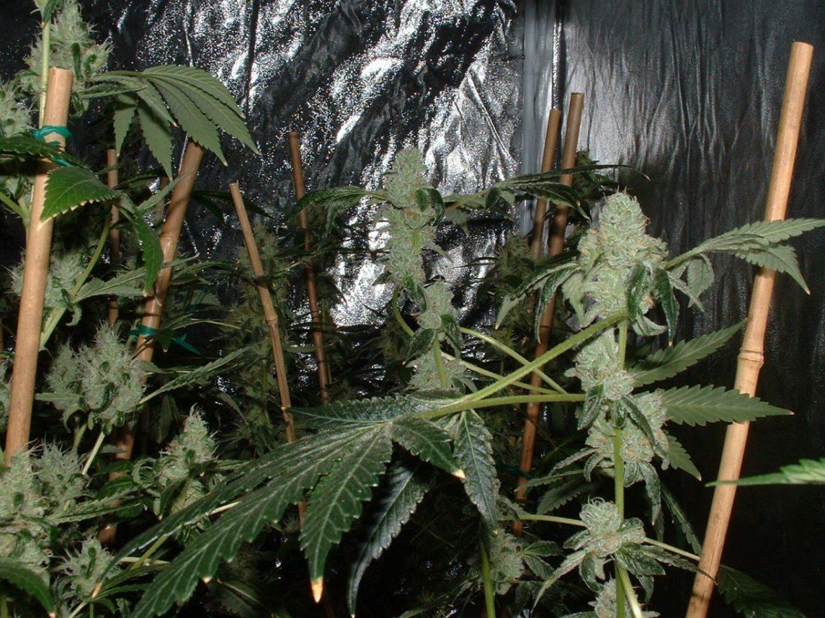 Gsc 1