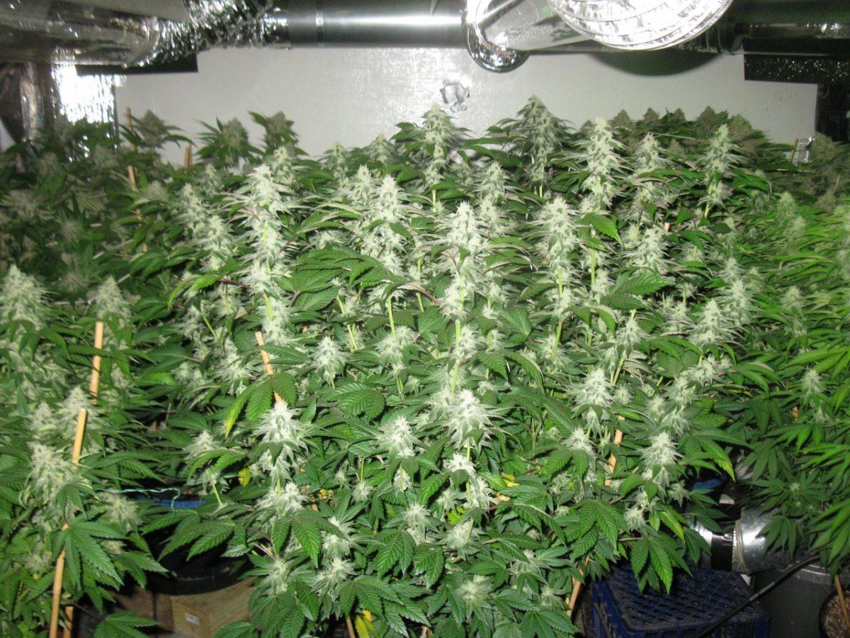 Gsc 100