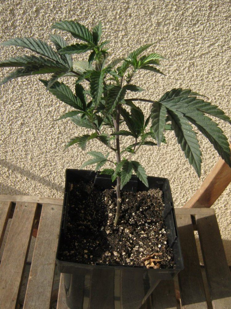 GSC1 1231