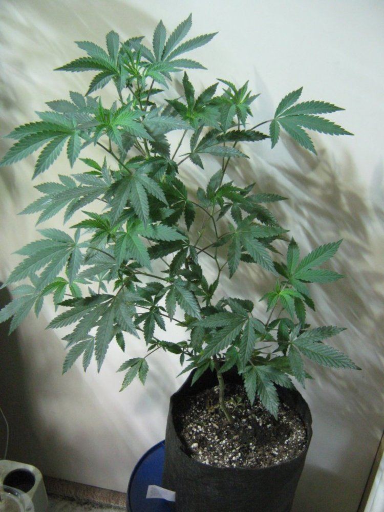Gsc1 129