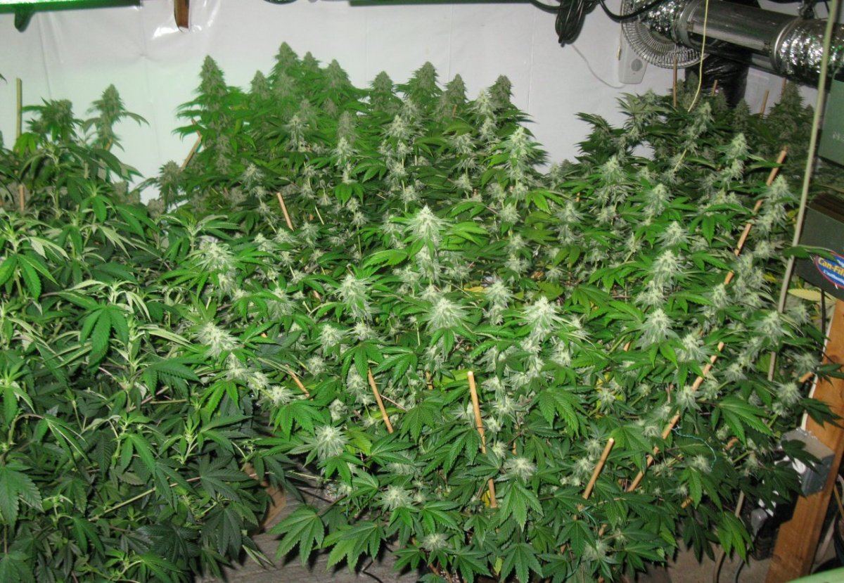 Gsc 2 028