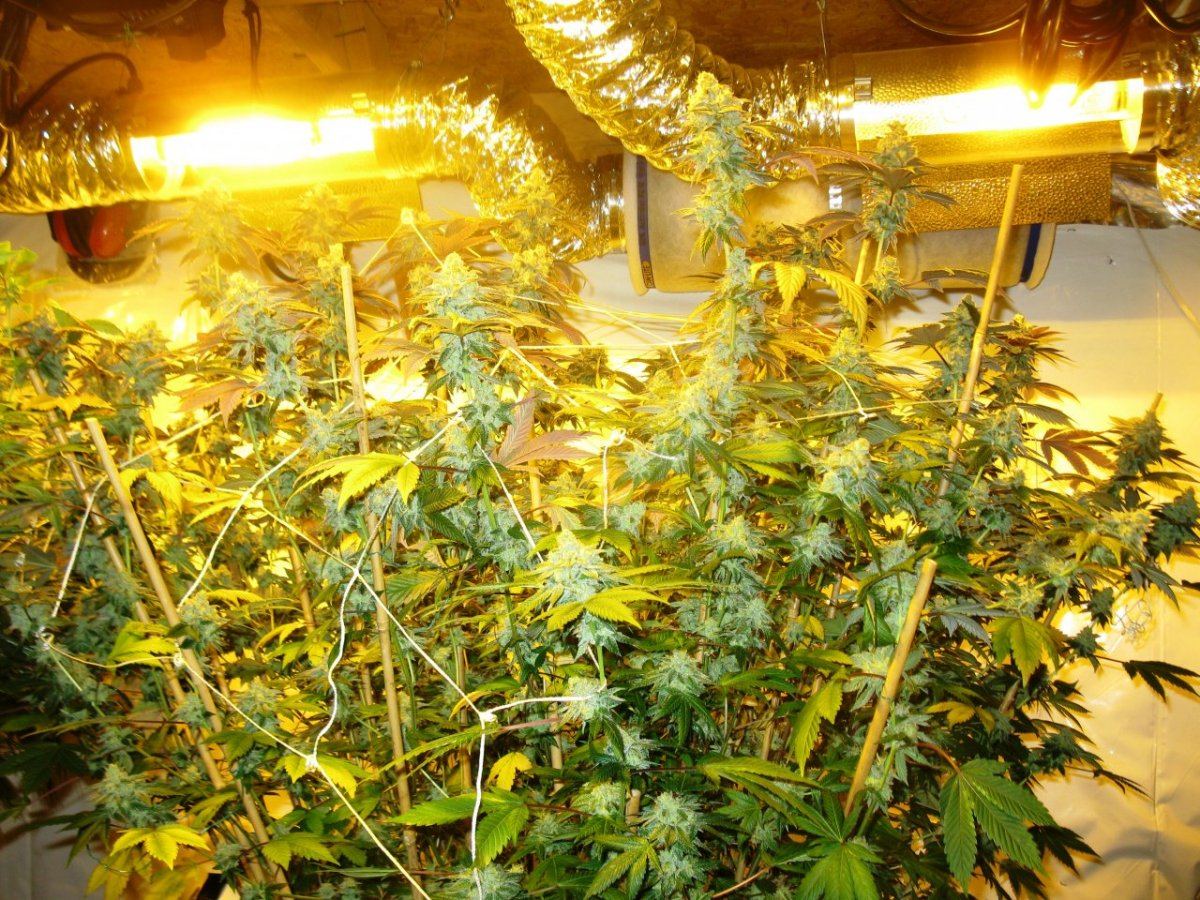 Gsc 2 chop 003