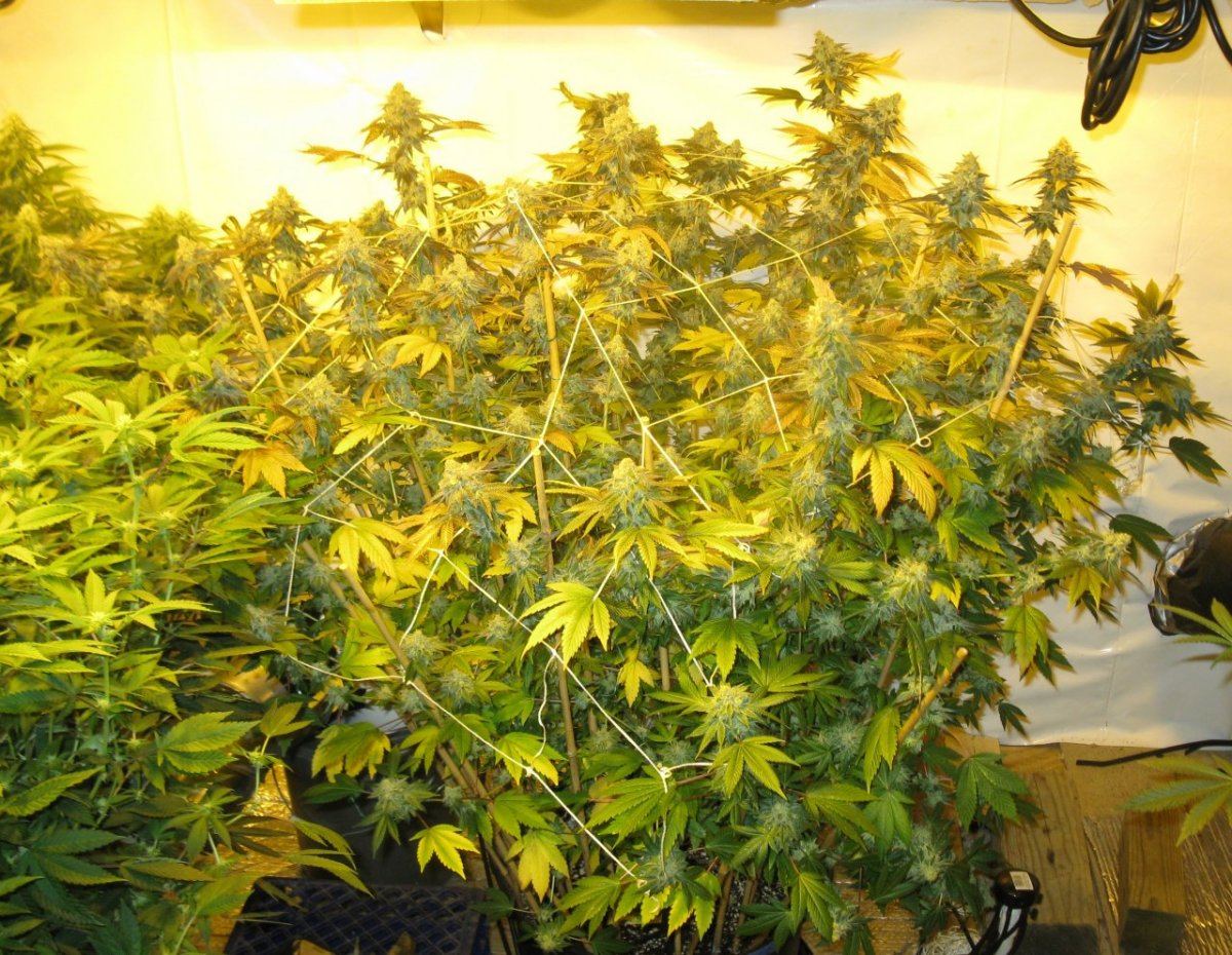 Gsc 2 chop 005