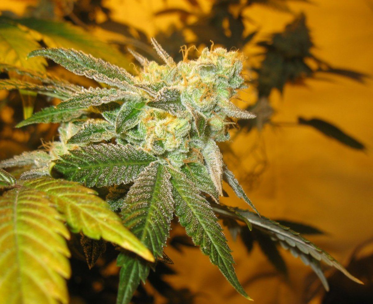 Gsc 2 chop 007