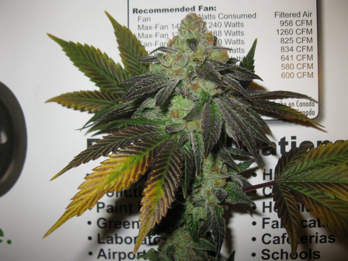 Gsc 2 chop 015