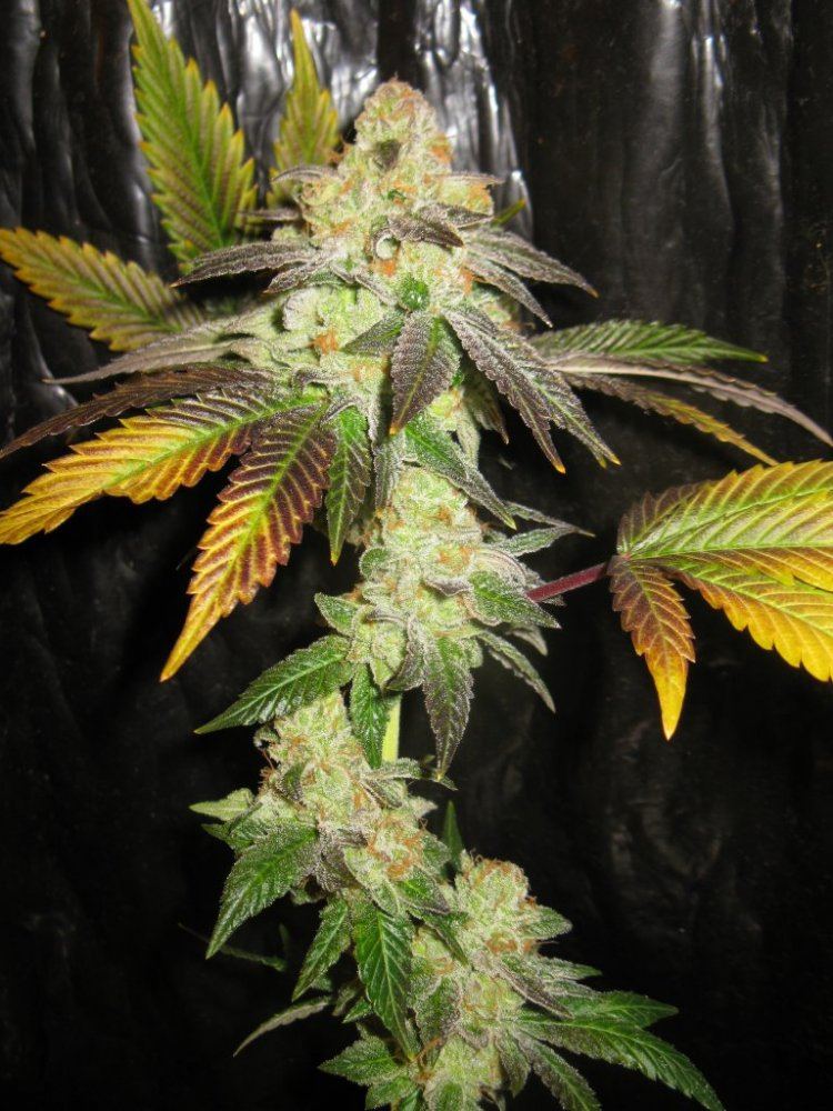 Gsc 2 chop 019