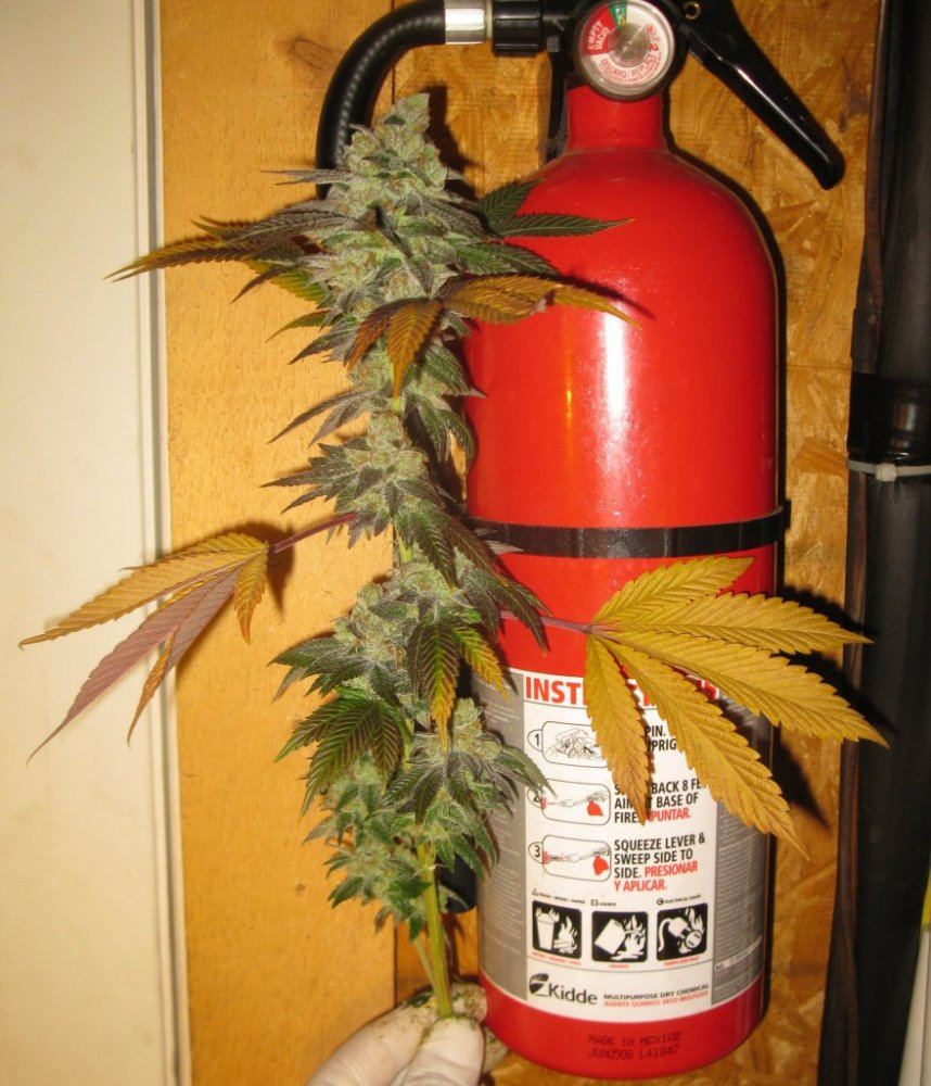 Gsc 2 chop 021
