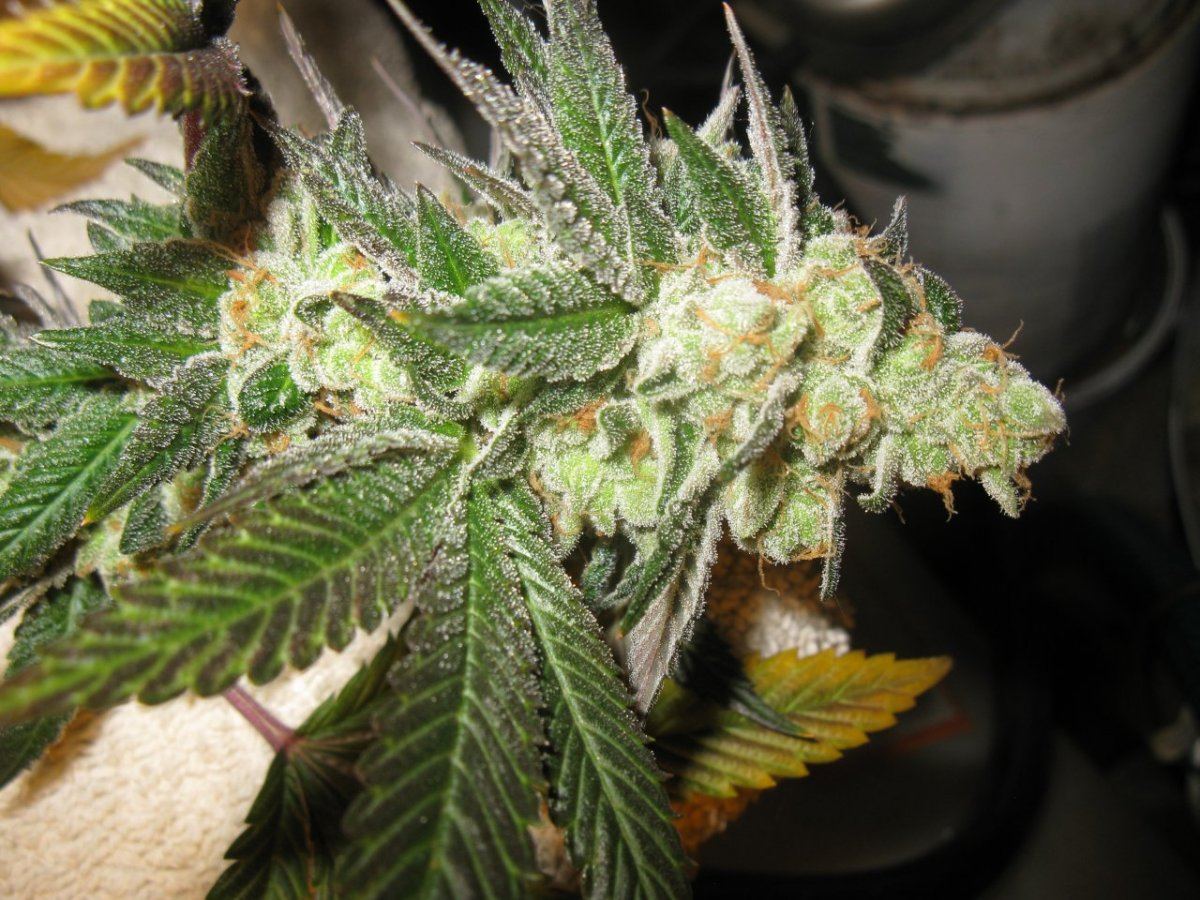 Gsc 2 chop 024