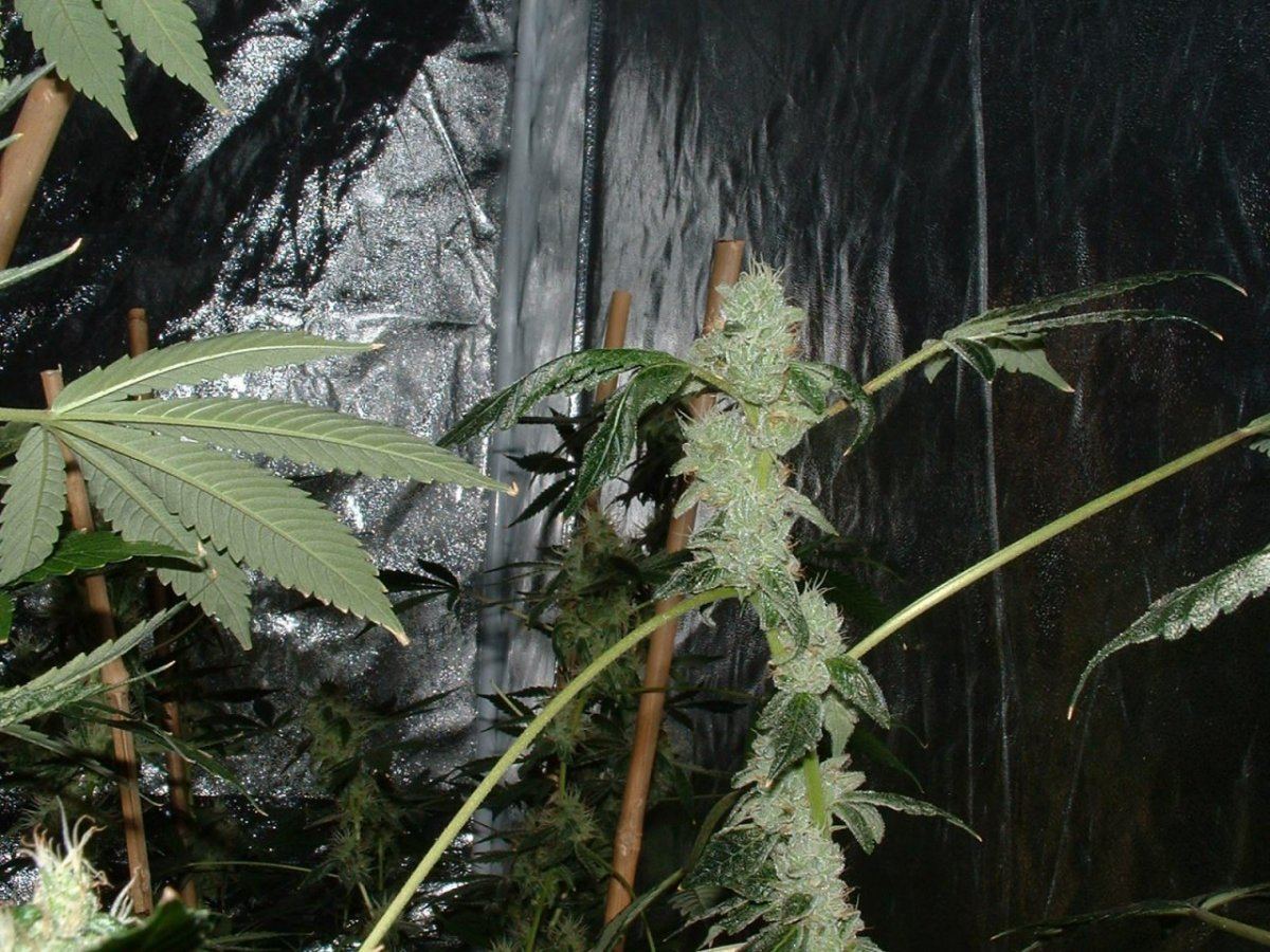 Gsc 2