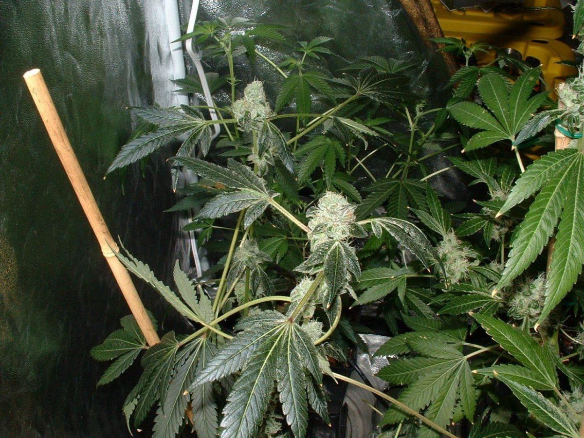 Gsc 2