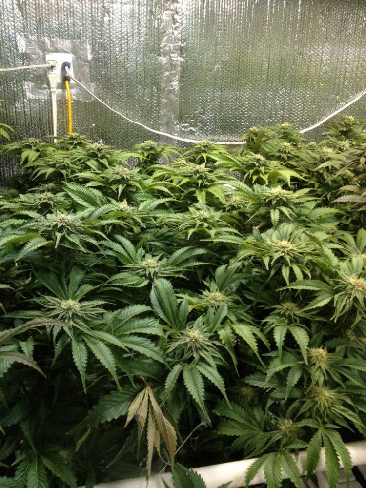 Gsc 2