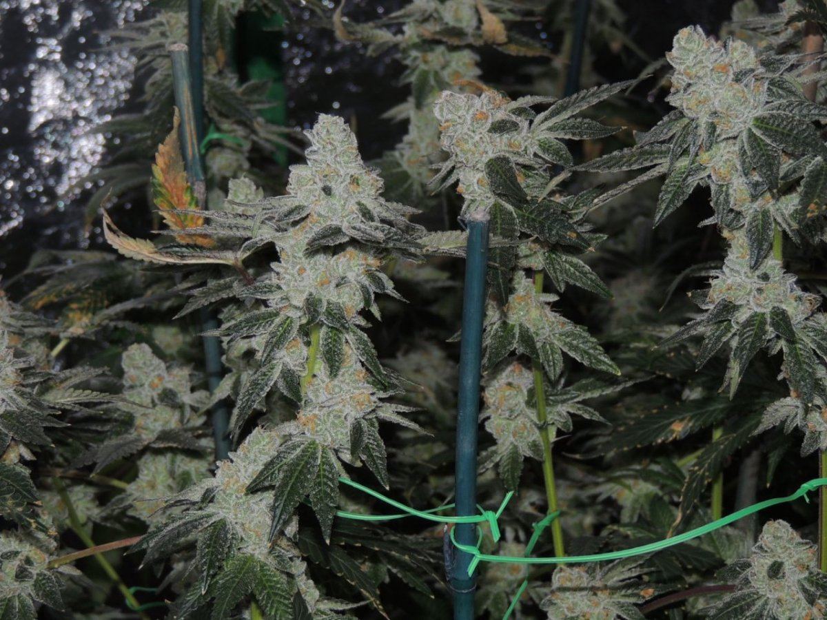 Gsc 2