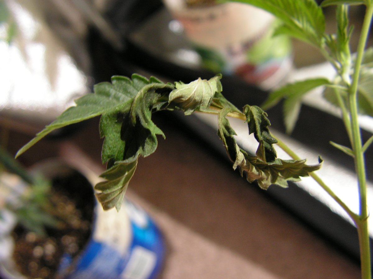 Gsc 2