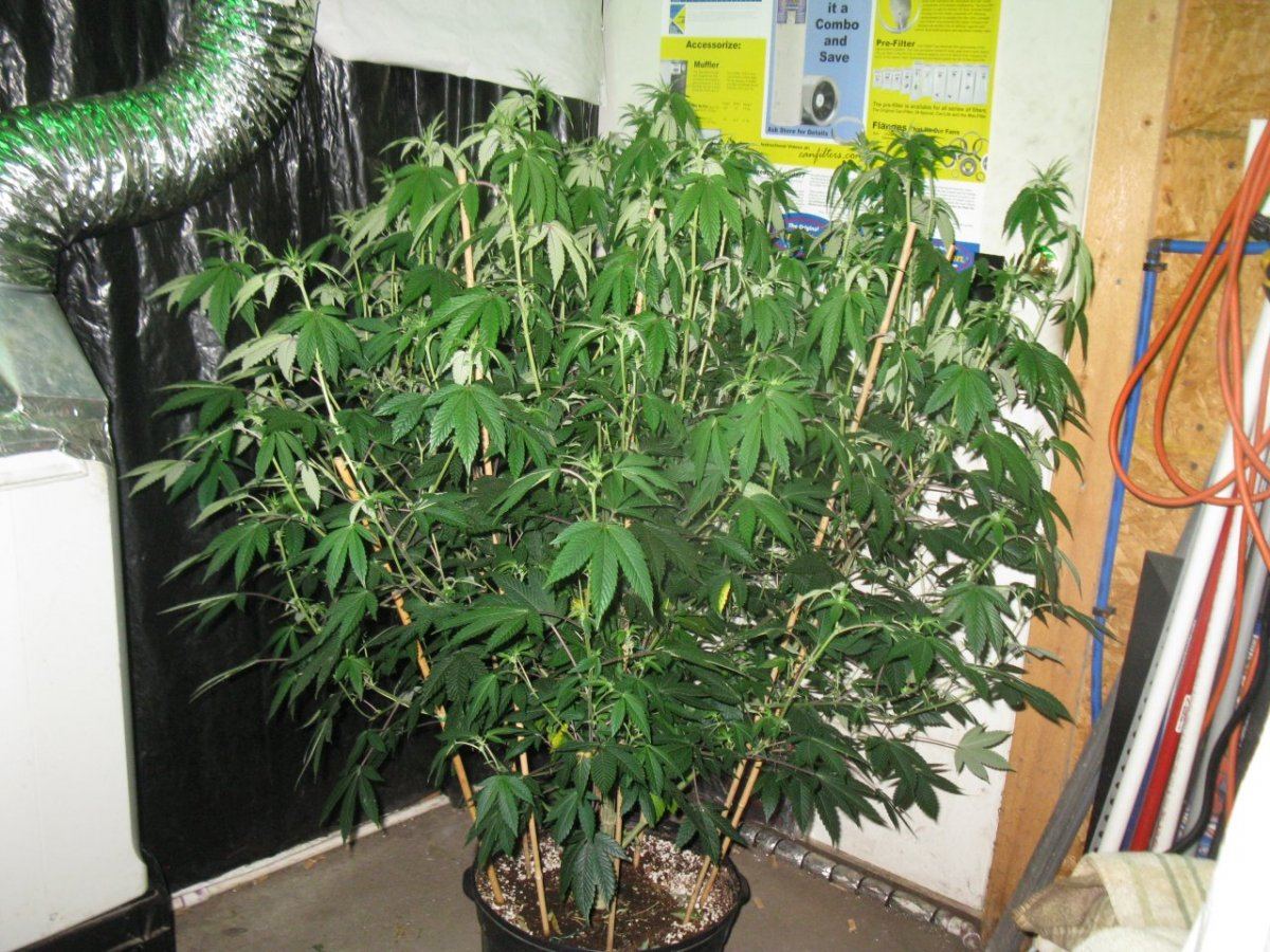 Gsc 2