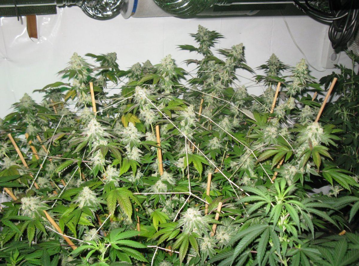 Gsc 2 wk 7 012