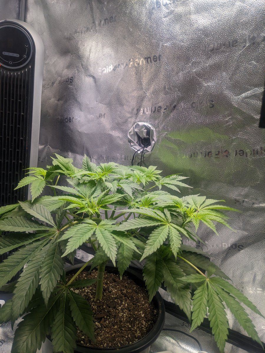 Gsc 2nd attempt 3