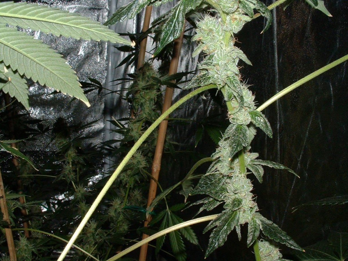 Gsc 3