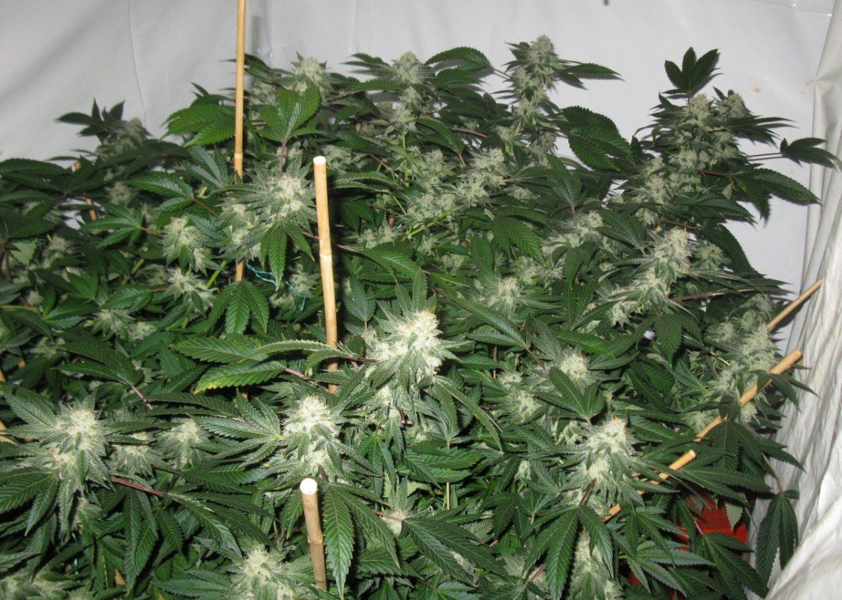 Gsc 4   001