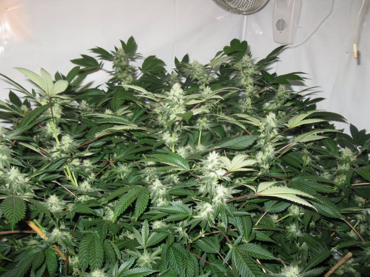 Gsc 4 002