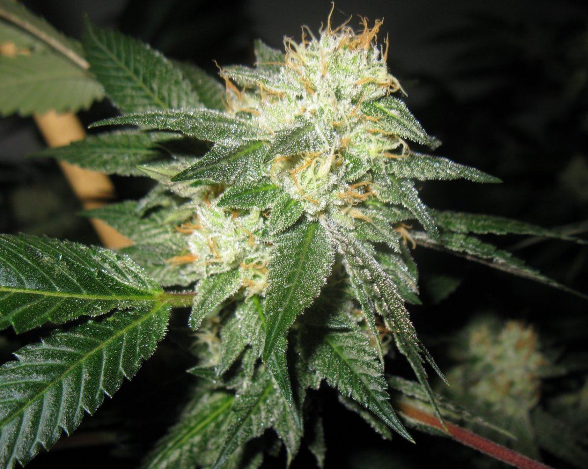 Gsc 4  002