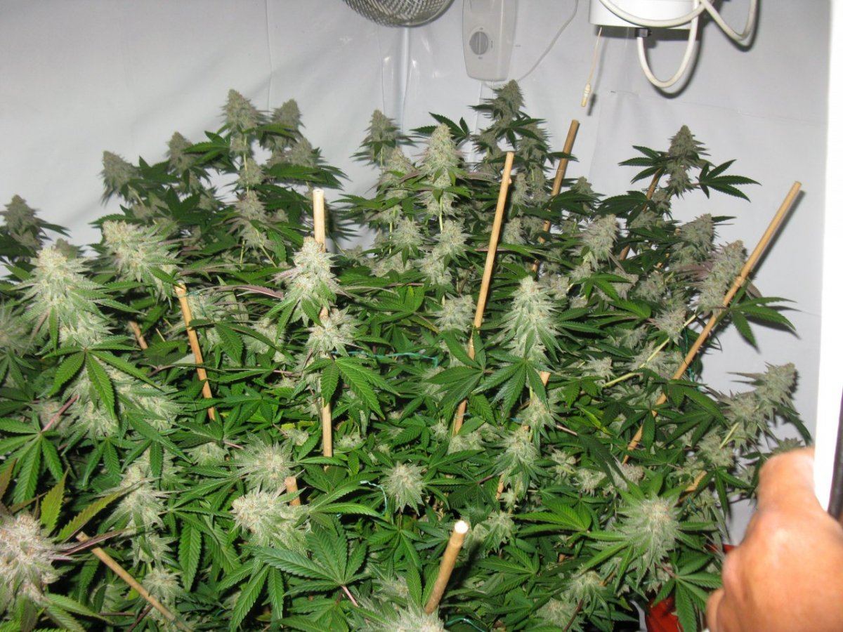 Gsc 4 037