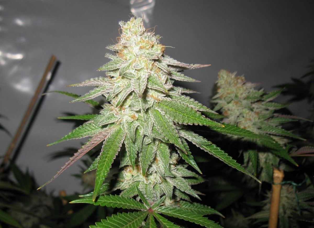 Gsc 4 038