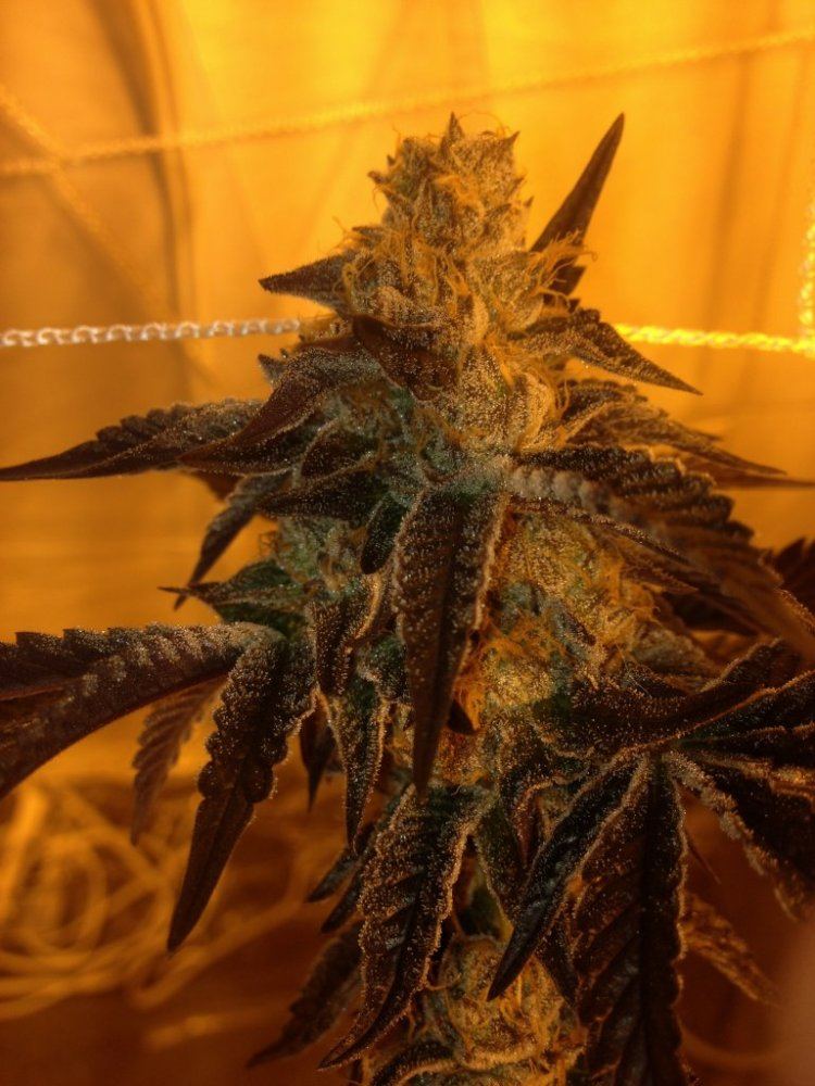 GSC 4