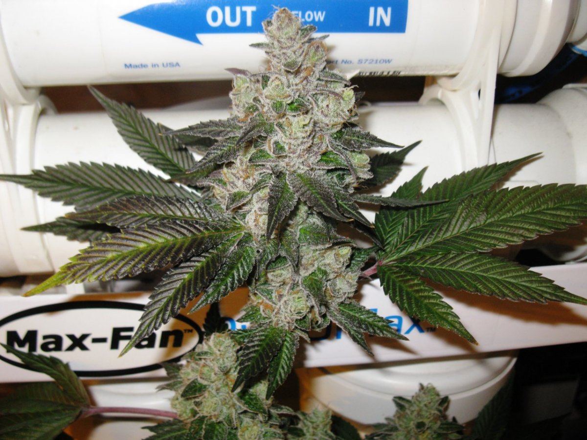 Gsc 5  005