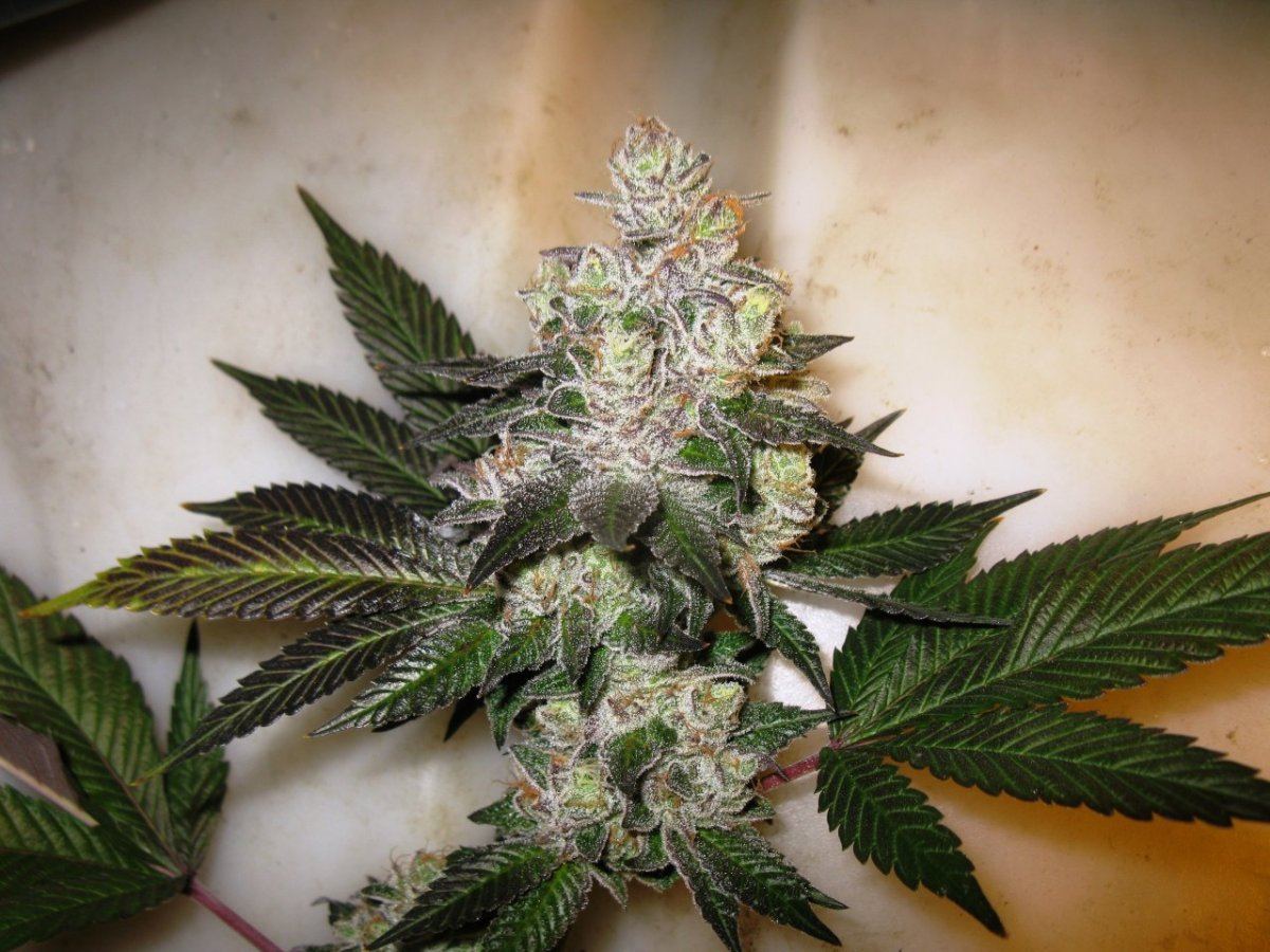 Gsc 5  009