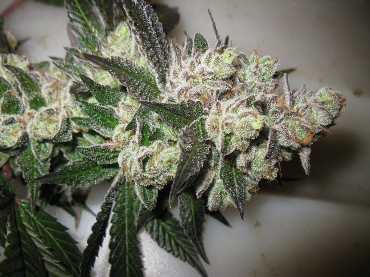 Gsc 5 014