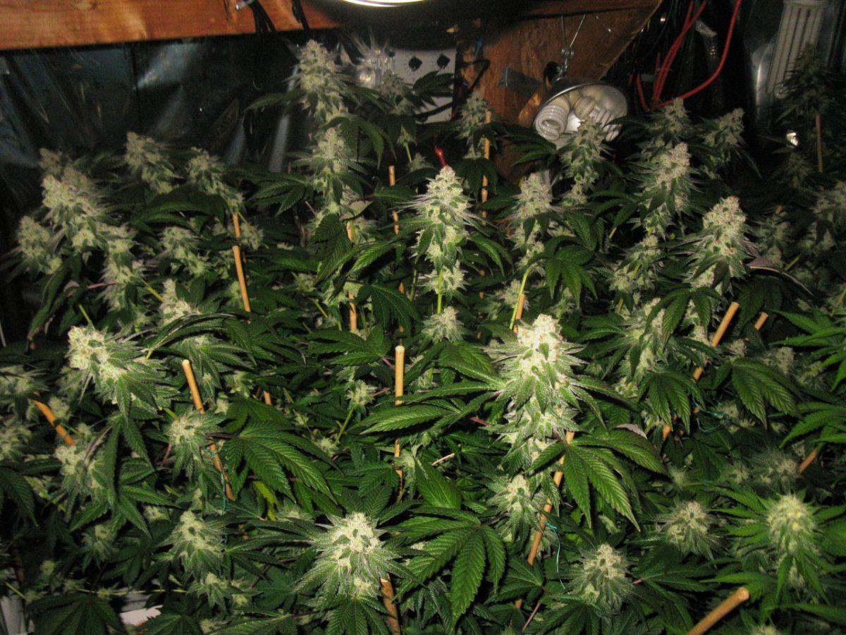 Gsc 5  014