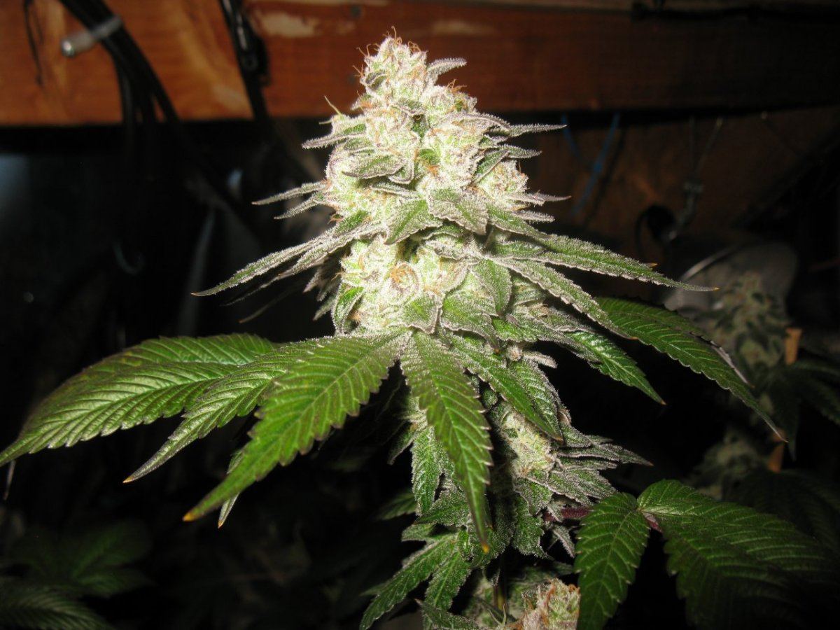 Gsc 5 015